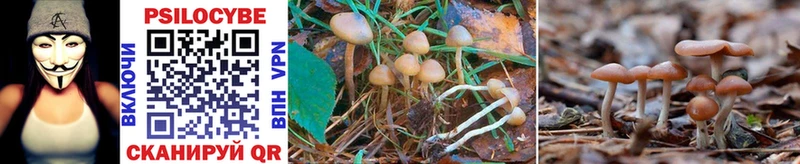 Псилоцибиновые грибы Magic Shrooms  blacksprut ССЫЛКА  Дюртюли  дарнет шоп 